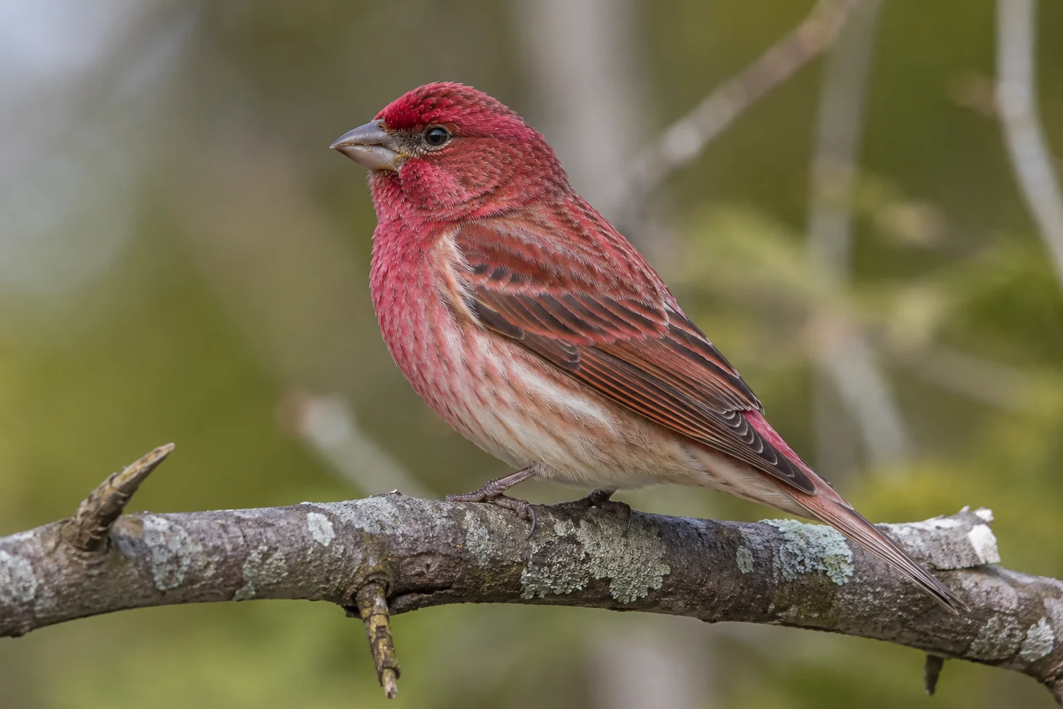Male Purple Finch with raspberry-pink plumage perched on a branch